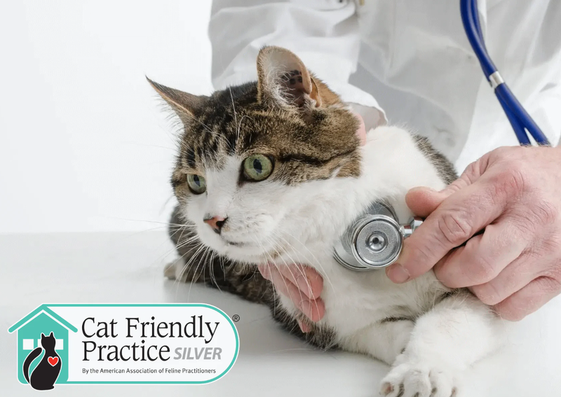 Carousel Slide 3: We are a Silver Level Cat-Friendly Practice!
